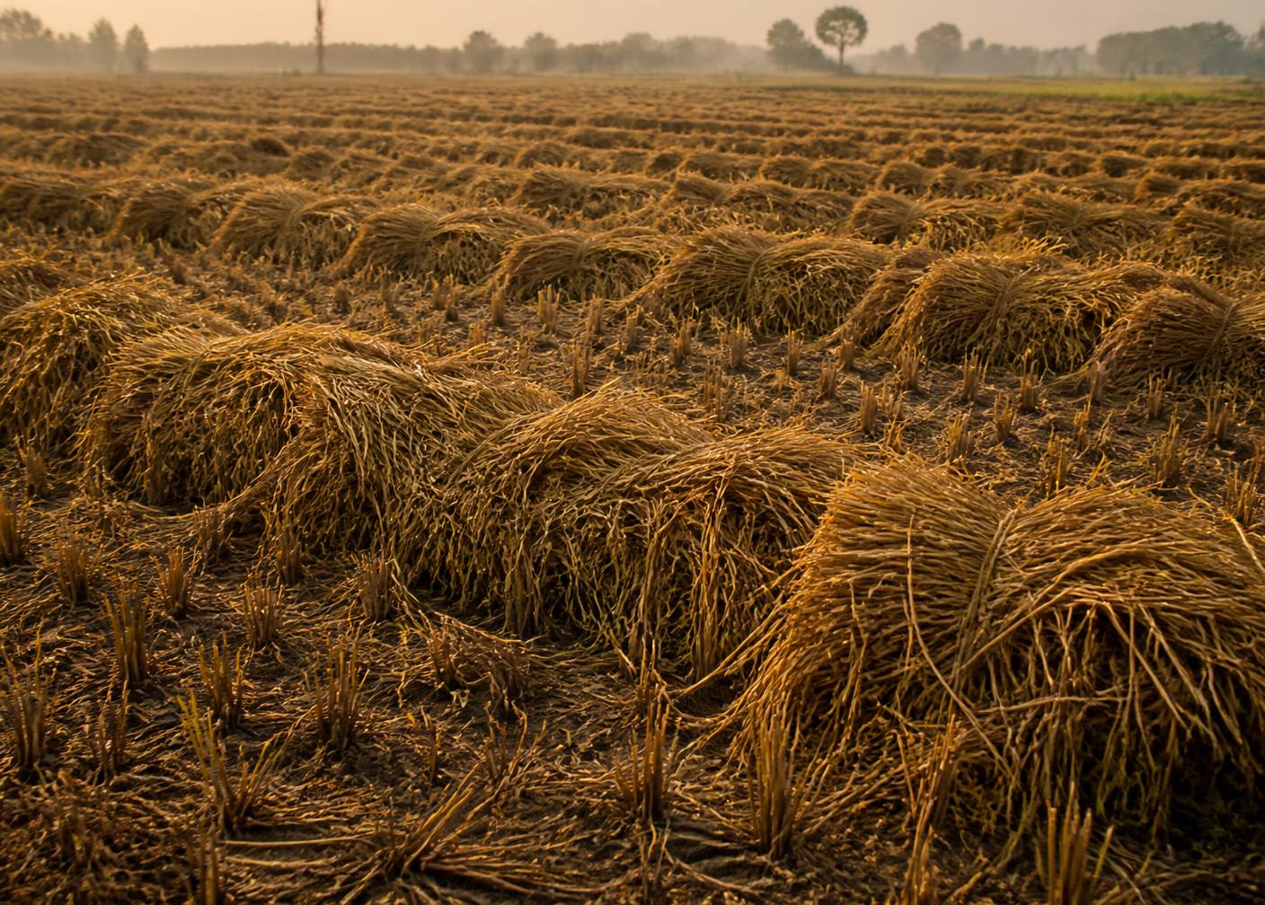 Harvested paddy field in northern India with loose straw left in rows