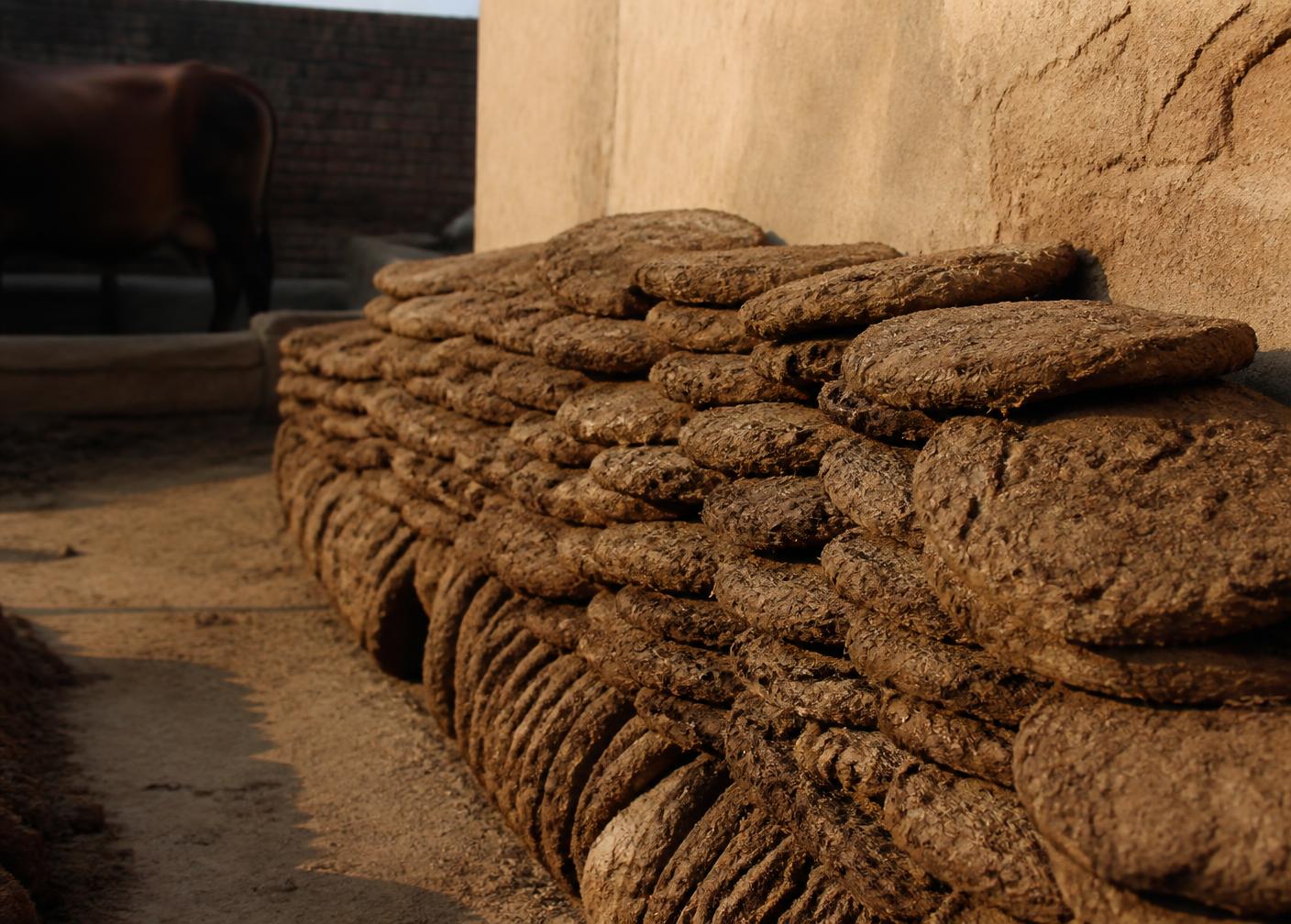 Hand-formed cattle dung cakes stacked and drying beside a village wall