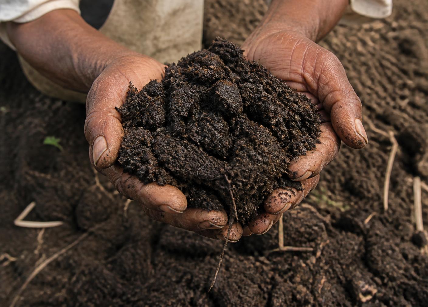 Organic manure held above tilled soil
