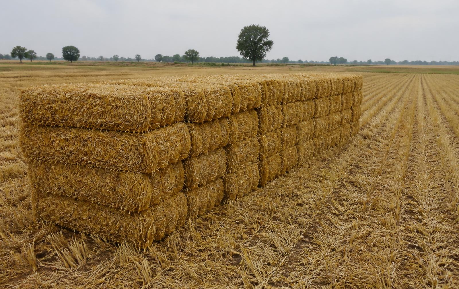 Baled paddy straw stacked in a harvested field