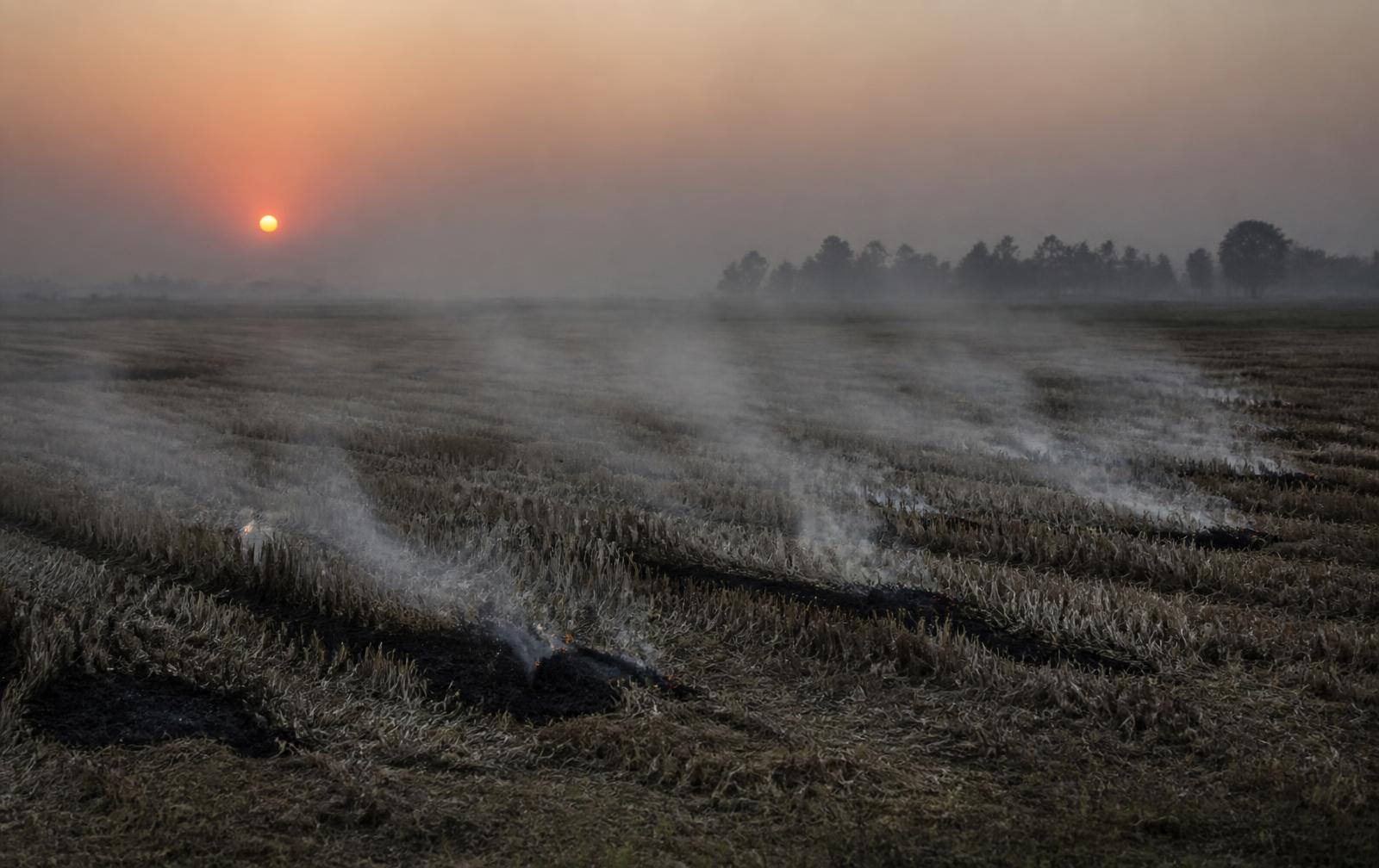 Paddy stubble smouldering in a harvested field in northern India